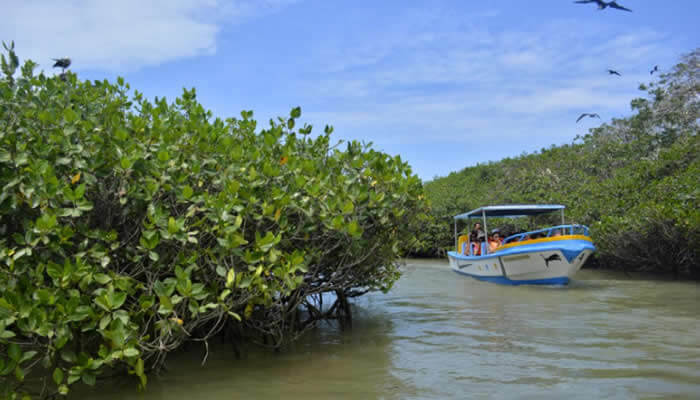 manglares de tumbes